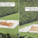 Golden Retriever Turns a Freshly Washed Rug Into the Best Rolling Spot in the Yard