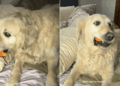 Senior Rescue Golden Retriever Looks Right at Home With a Toy & Mom’s Bed to Himself