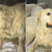 Senior Rescue Golden Retriever Looks Right at Home With a Toy & Mom’s Bed to Himself
