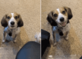 Dog Interrupts Dad’s Workday Like She’s the Only Boss Who Matters