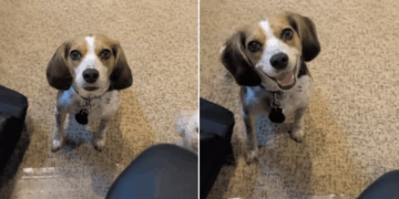 Dog Interrupts Dad’s Workday Like She’s the Only Boss Who Matters