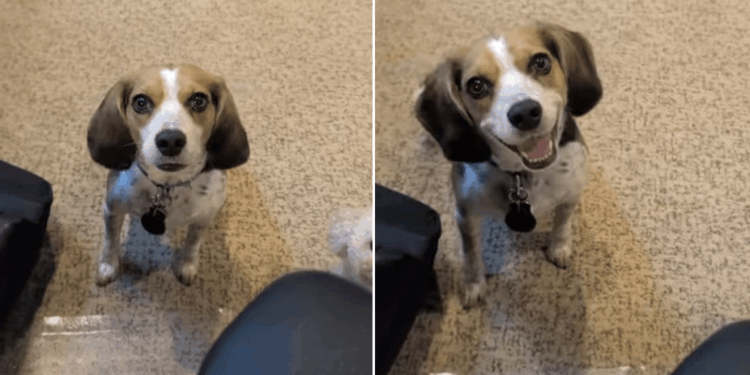 Dog Interrupts Dad’s Workday Like She’s the Only Boss Who Matters