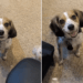 Dog Interrupts Dad’s Workday Like She’s the Only Boss Who Matters