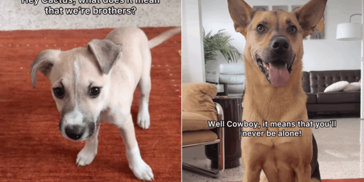 Rescue Dog ‘Explains’ Brotherhood to His Puppy & the Sweet Exchange Hits Close to Home