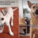Rescue Dog ‘Explains’ Brotherhood to His Puppy & the Sweet Exchange Hits Close to Home
