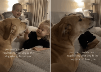 Dog Talks Back as Toddlers Tease Her — Mom Is Clearly Getting Blamed for the Whole Thing