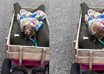 Senior Dachshund Gets the Royal Treatment as He Enjoys a Cozy Wagon Ride