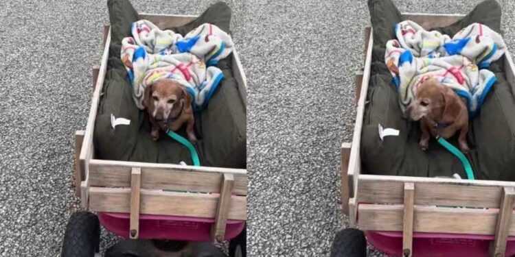 Senior Dachshund Gets the Royal Treatment as He Enjoys a Cozy Wagon Ride