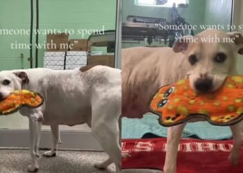 Senior Rescue Dog Grabs a Toy & Wags His Tail, Thinking Someone Wants To Spend Time With Him