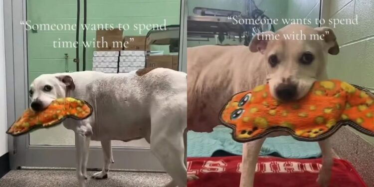 Senior Rescue Dog Grabs a Toy & Wags His Tail, Thinking Someone Wants To Spend Time With Him