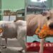 Senior Rescue Dog Grabs a Toy & Wags His Tail, Thinking Someone Wants To Spend Time With Him