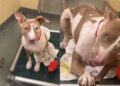 Shelter Dog Scratches at Kennel Door When Human Visits & It’s Heartbreaking for a Reason