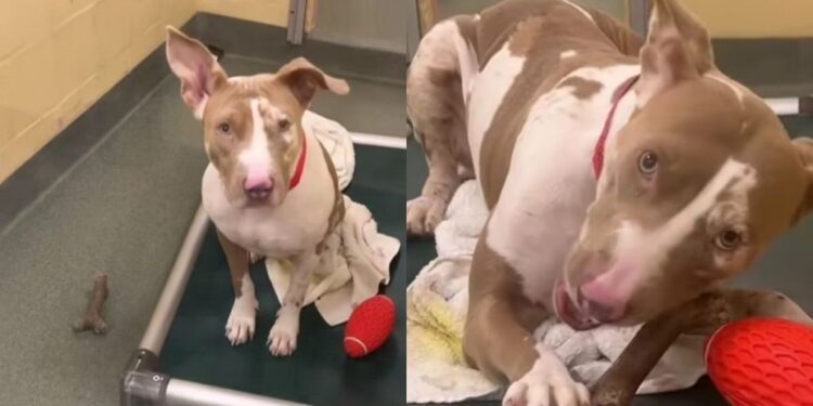Shelter Dog Scratches at Kennel Door When Human Visits & It’s Heartbreaking for a Reason