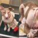 Shelter Dog Scratches at Kennel Door When Human Visits & It’s Heartbreaking for a Reason