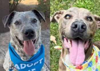 Shelter Dogs Start Their Search for Love Again — Two Celebrated Adoptions End in Returns