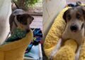 Shelter Dog Gets His First New Bed, Then Quickly Tucks Himself In