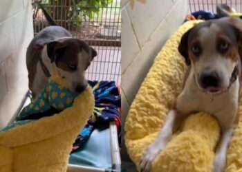 Shelter Dog Gets His First New Bed, Then Quickly Tucks Himself In