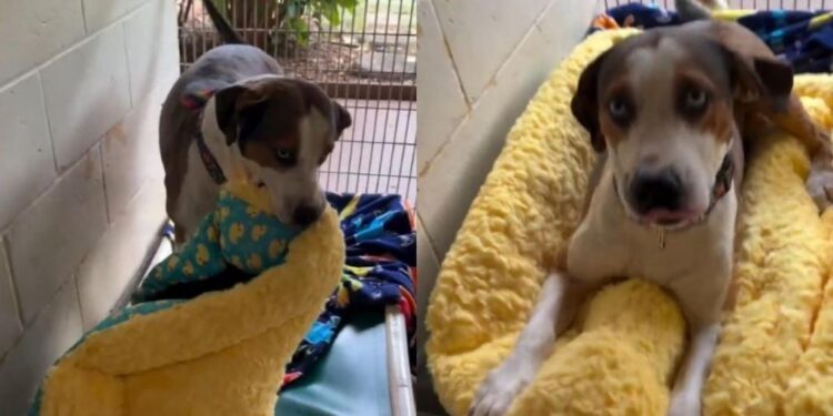 Shelter Dog Gets His First New Bed, Then Quickly Tucks Himself In
