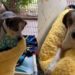 Shelter Dog Gets His First New Bed, Then Quickly Tucks Himself In