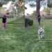 Little Girl Runs With Her ‘Soul Dog’ & Gives Mom a Moment to Treasure