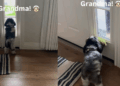Tiny Dog Hears ‘Grandma’s Here’ & Races to the Door, Then Does the Sweetest Thing To Welcome Her
