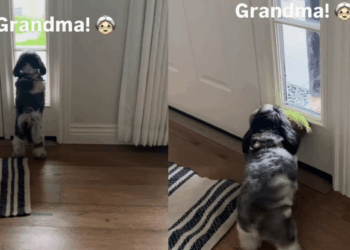Tiny Dog Hears ‘Grandma’s Here’ & Races to the Door, Then Does the Sweetest Thing To Welcome Her