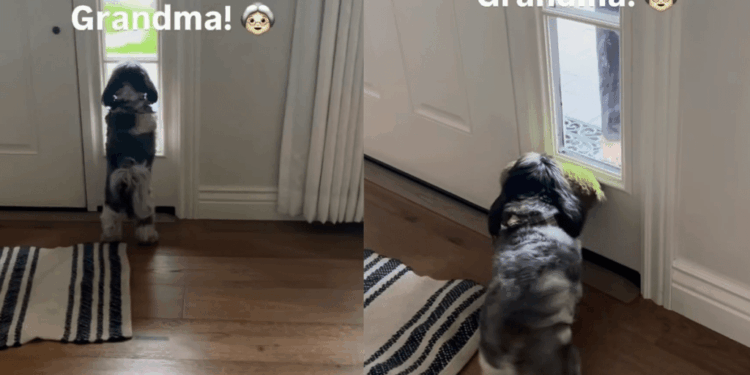 Tiny Dog Hears ‘Grandma’s Here’ & Races to the Door, Then Does the Sweetest Thing To Welcome Her