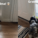 Tiny Dog Hears ‘Grandma’s Here’ & Races to the Door, Then Does the Sweetest Thing To Welcome Her