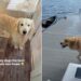 Golden Retrievers Discover Their New Lake View — Mom Knew Exactly What Would Make It Home