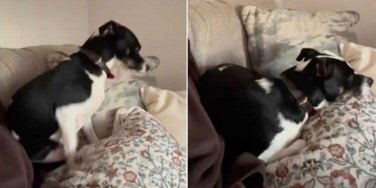 Dog Can’t Just Sit Down Next to Mom — He Has to Get His Cozy Setup Exactly Right First