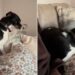 Dog Can’t Just Sit Down Next to Mom — He Has to Get His Cozy Setup Exactly Right First