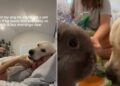Golden Retriever Watches His Bunny Eat Breakfast — His Morning Shift Is Too Sweet to Miss