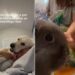 Golden Retriever Watches His Bunny Eat Breakfast — His Morning Shift Is Too Sweet to Miss