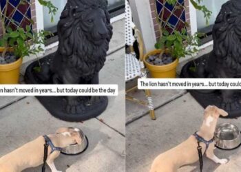 Puppy Approaches Water Bowl Beside Lion Statue, but Every Sip Comes With Suspicion