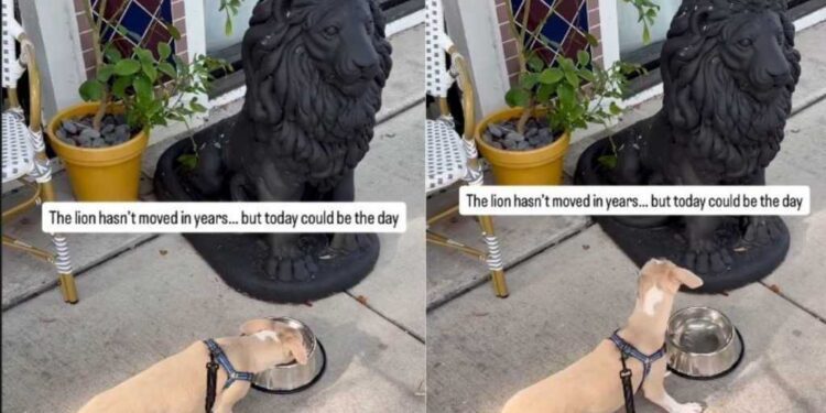 Puppy Approaches Water Bowl Beside Lion Statue, but Every Sip Comes With Suspicion