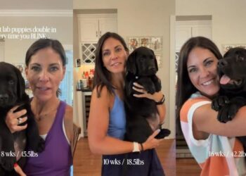 Video Shows Labrador Puppy Growing at an Almost Unbelievable Speed Week by Week