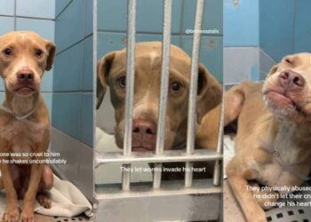 Shelter Dog Has Never Known Kindness & His Reaction to a Gentle Hand Is Heartbreaking