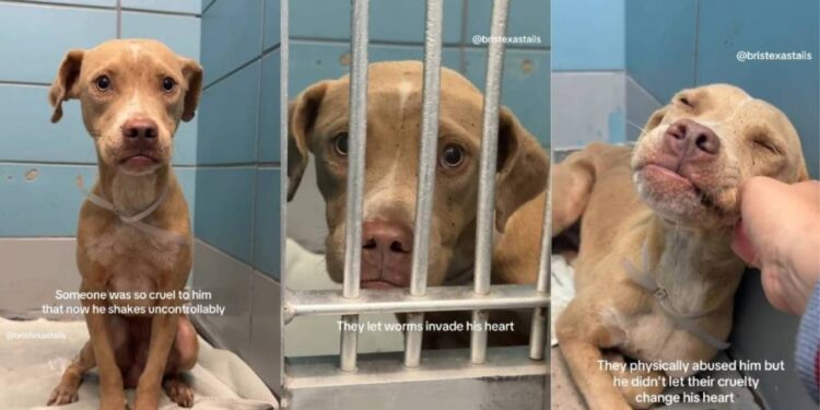 Shelter Dog Has Never Known Kindness & His Reaction to a Gentle Hand Is Heartbreaking