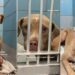 Shelter Dog Has Never Known Kindness & His Reaction to a Gentle Hand Is Heartbreaking