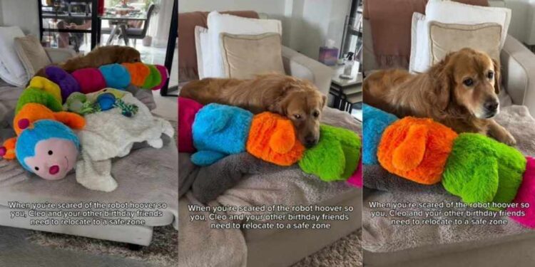 Golden Retriever Is So Scared of the Robot Vacuum He Takes All His Toys to Safety