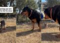 Big Dog Meets a Tiny Kitten for the First Time & Is Surprisingly Gentle