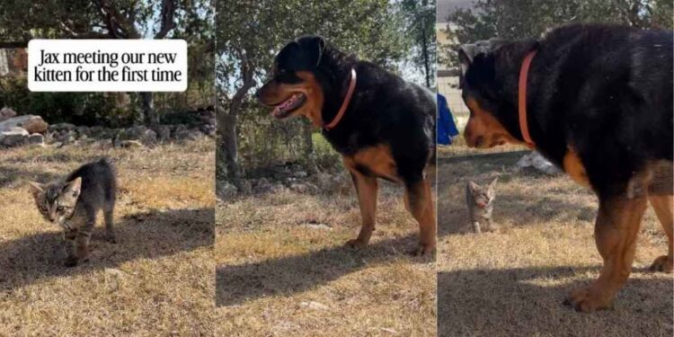 Big Dog Meets a Tiny Kitten for the First Time & Is Surprisingly Gentle