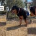 Big Dog Meets a Tiny Kitten for the First Time & Is Surprisingly Gentle