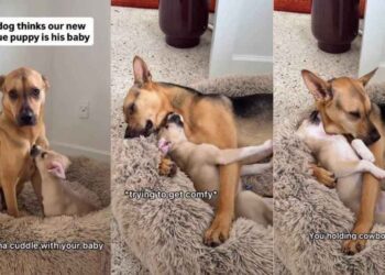 Rescue Dog Melts Into Cuddles With New Puppy Brother Like He Was Meant to Be His Mama