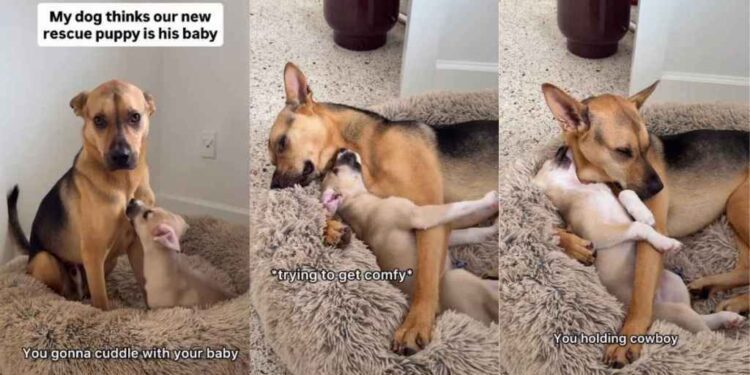 Rescue Dog Melts Into Cuddles With New Puppy Brother Like He Was Meant to Be His Mama