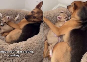 Dog Nudges Rescue Puppy Brother for More Snuggles Like He’s Convinced This Little Baby Is His Own