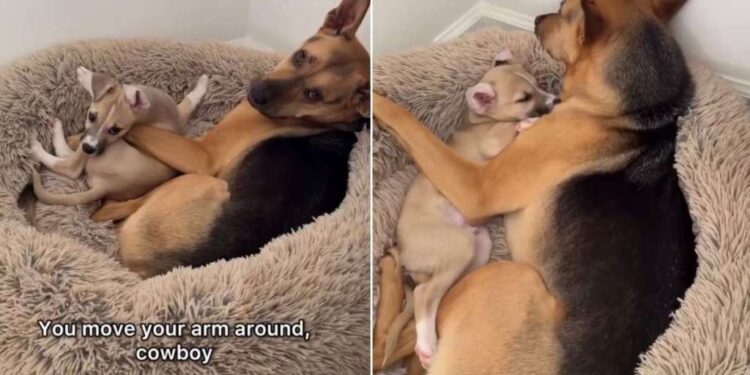 Dog Nudges Rescue Puppy Brother for More Snuggles Like He’s Convinced This Little Baby Is His Own