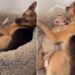 Dog Nudges Rescue Puppy Brother for More Snuggles Like He’s Convinced This Little Baby Is His Own