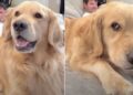 Golden Retriever Reacts When Mom Blames Dad for Coming Home Late — Her Face Says It All