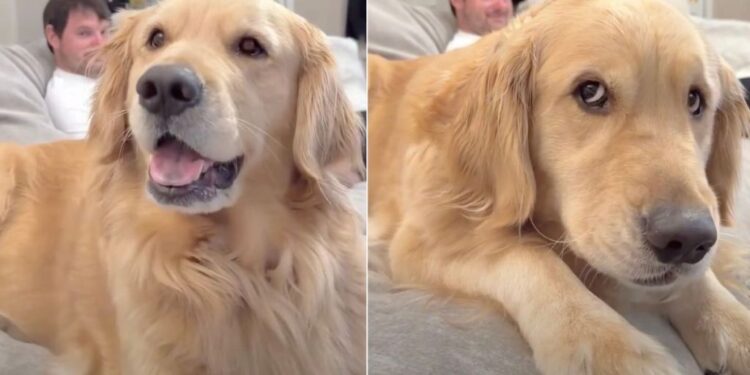 Golden Retriever Reacts When Mom Blames Dad for Coming Home Late — Her Face Says It All